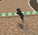 Dog Racing Simulator