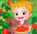 Baby Hazel Tomato Farming